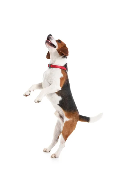 Lindo Perro Beagle Saltando Sobre Fondo Blanco —  Fotos de Stock