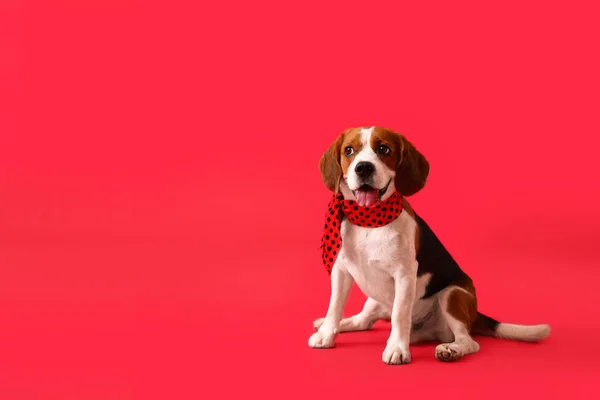 Cute Beagle Dog Scarf Sitting Red Background — Stock Photo, Image