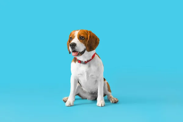 Leuke Beagle Hond Zittend Blauwe Achtergrond — Stockfoto