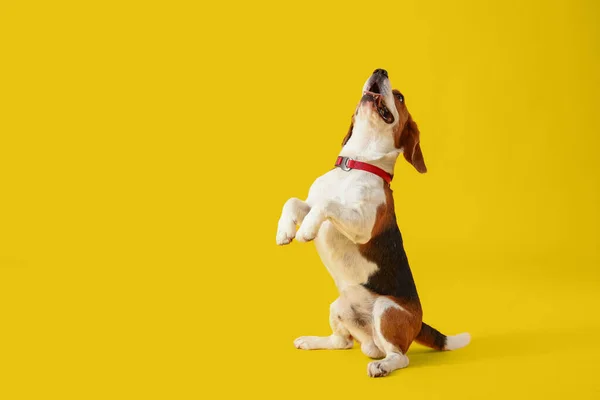 Cute Pies Beagle Siedzi Żółtym Tle — Zdjęcie stockowe