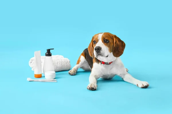 Lindo Perro Beagle Con Suministros Baño Sobre Fondo Azul —  Fotos de Stock