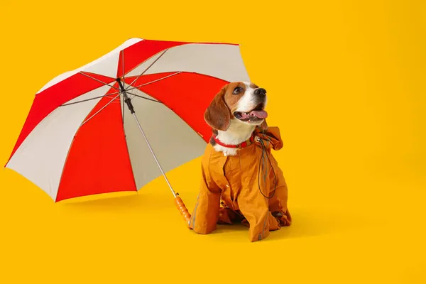 Cão Beagle Bonito Capa Chuva Com Guarda Chuva Aberto Fundo — Fotografia de Stock