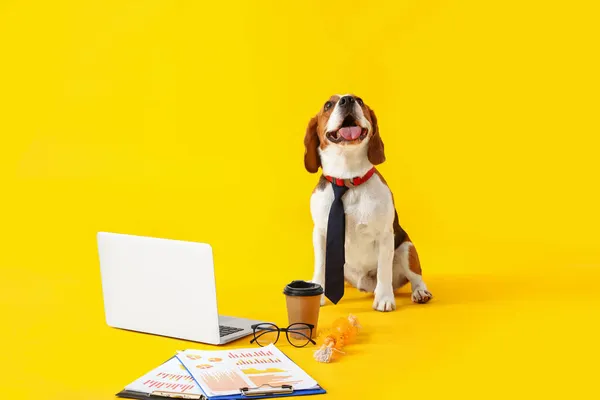 Funny Beagle Dog Necktie Laptop Cup Coffee Yellow Background — Stock Photo, Image