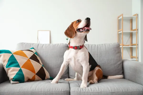 Sød Beagle Hund Sidder Sofaen Derhjemme - Stock-foto