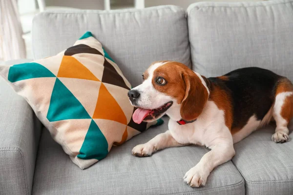 Cute Beagle Dog Lying Sofa Home — ストック写真