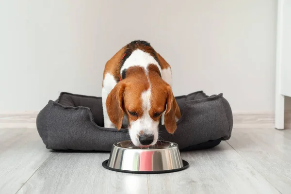 Lindo Perro Beagle Cama Mascotas Beber Agua Tazón Cerca Pared — Foto de Stock