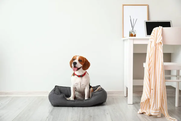 Drăguț Câine Beagle Așezat Pat Animale Companie Lângă Perete Deschis — Fotografie, imagine de stoc