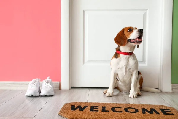 Cute Beagle dog sitting near door at home