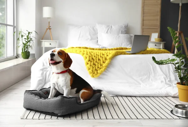 かわいいですビーグル犬とともにペットベッドでベッドルーム — ストック写真