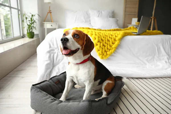 Cão Beagle Bonito Com Cama Estimação Quarto — Fotografia de Stock