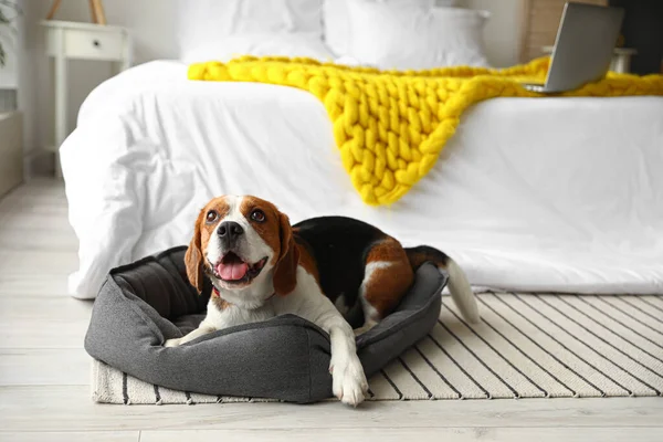 Cão Bonito Beagle Deitado Cama Estimação Casa — Fotografia de Stock
