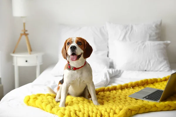 Cão Bonito Beagle Sentado Cama Casa — Fotografia de Stock