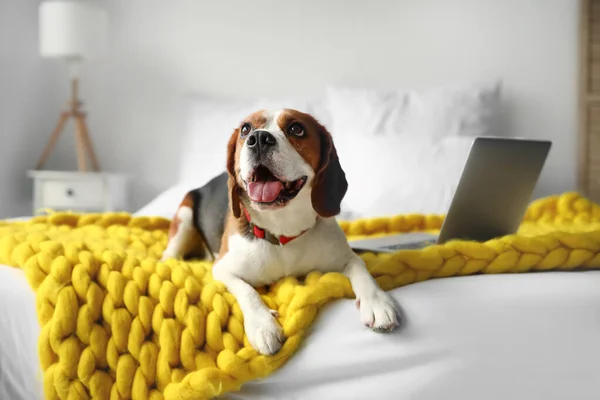 Cute Beagle Dog Lying Bed Home — Stock Photo, Image