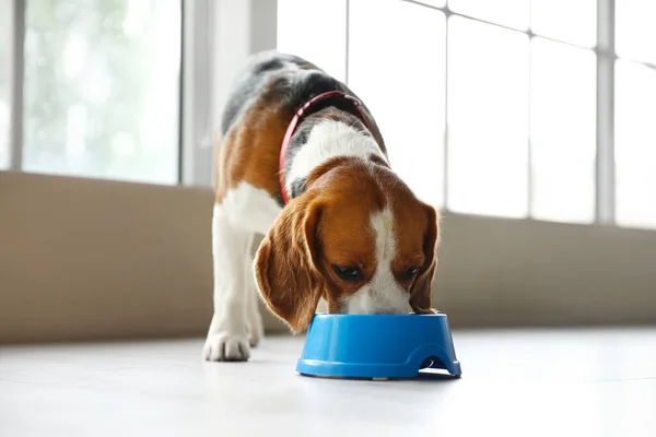 Lindo Perro Beagle Comer Comida Tazón Azul Casa — Foto de Stock