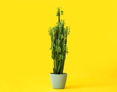 Renk arkaplanında yeşil bitki olan çömlek