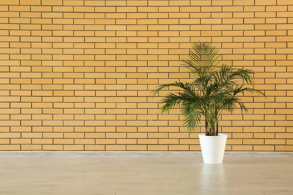 Zimmerpflanze Der Nähe Von Ziegelmauer Großem Raum — Stockfoto