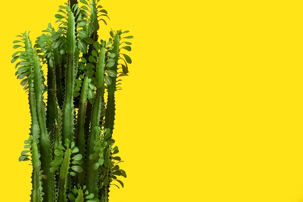 Groene Plant Kleur Achtergrond — Stockfoto