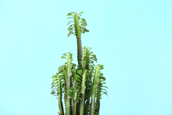 Groene Plant Kleur Achtergrond — Stockfoto