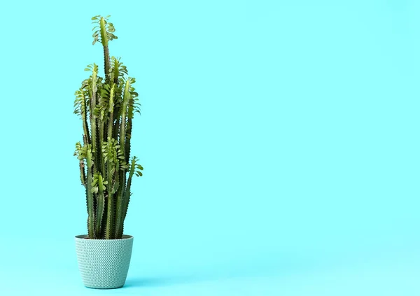 Topf Mit Grüner Pflanze Auf Farbigem Hintergrund — Stockfoto