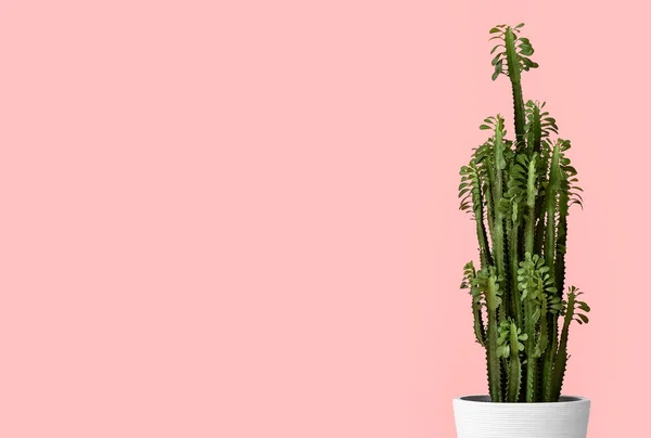 Potje Met Groene Plant Kleur Achtergrond — Stockfoto