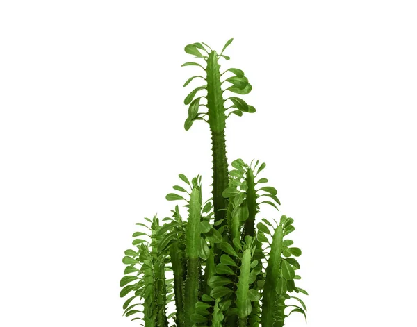 Grüner Kaktus Auf Weißem Hintergrund — Stockfoto