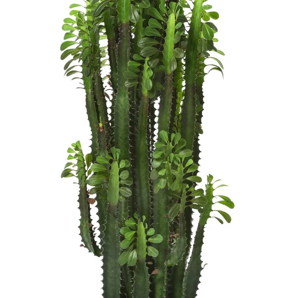 Cactus Verde Sobre Fondo Blanco —  Fotos de Stock
