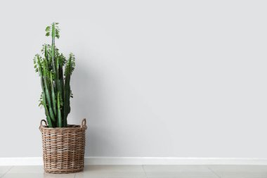 Yeşil kaktüs sepette, ışık duvarının yanında.