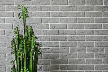 Gri tuğla duvarın yanında yeşil kaktüs
