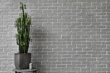 Gri tuğla duvarın yanındaki sepette yeşil kaktüs
