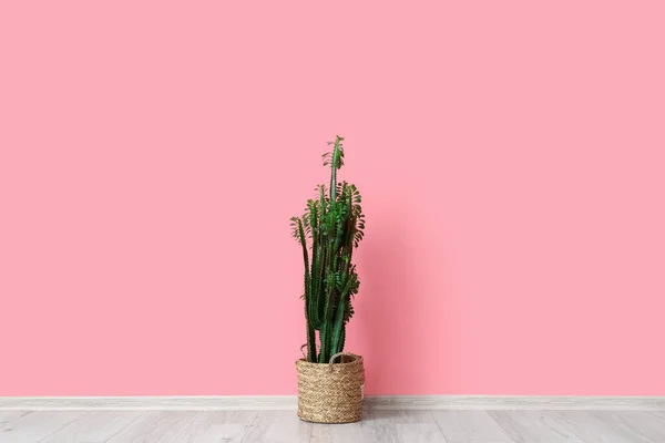 Зелений Кактус Біля Рожевої Стіни — стокове фото