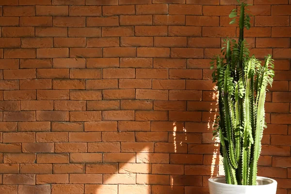 Зелений Кактус Біля Цегляної Стіни — стокове фото