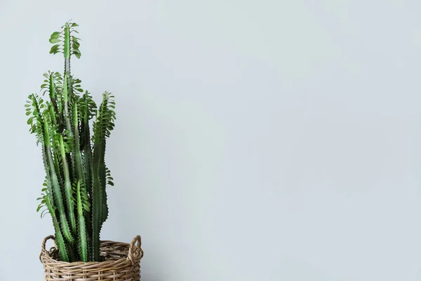 Cactus Verde Canasta Mimbre Cerca Pared Luz — Foto de Stock
