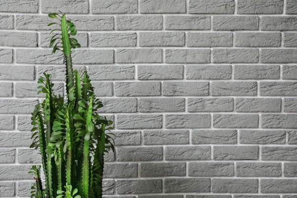 Green Cactus Grey Brick Wall — Stock Photo, Image