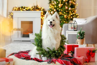 Evde Noel çelengi ve hediyeli şirin Samoyed köpeği.