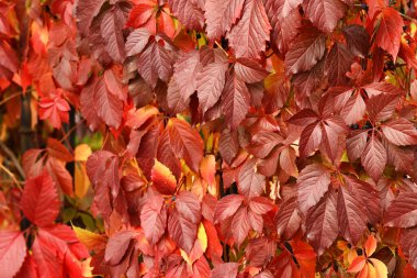 Parktaki güzel Virginia sürüngeniyle.