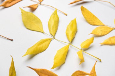 Hafif arkaplanda kül güz yaprakları