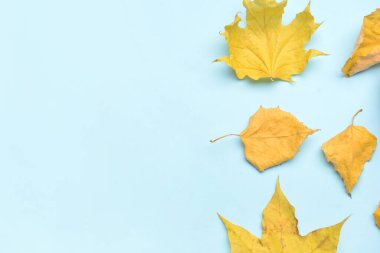 Renk arkaplanında farklı sonbahar yaprakları