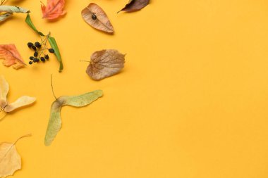 Renk arkaplanında farklı sonbahar yaprakları