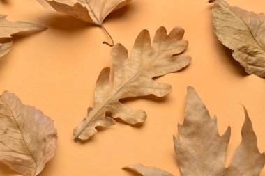 Renk arkaplanında farklı sonbahar yaprakları