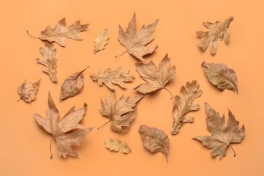 Renk arkaplanında farklı sonbahar yaprakları