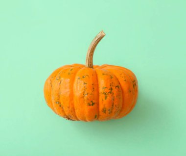 Turkuaz arka planda olgun, güzel bir balkabağı.