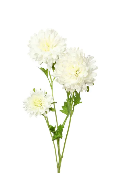 Delicadas Flores Aster Isolado Fundo Branco Close — Fotografia de Stock