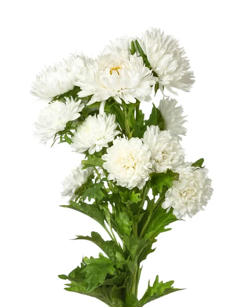 Buquê Flores Aster Fundo Branco Close — Fotografia de Stock