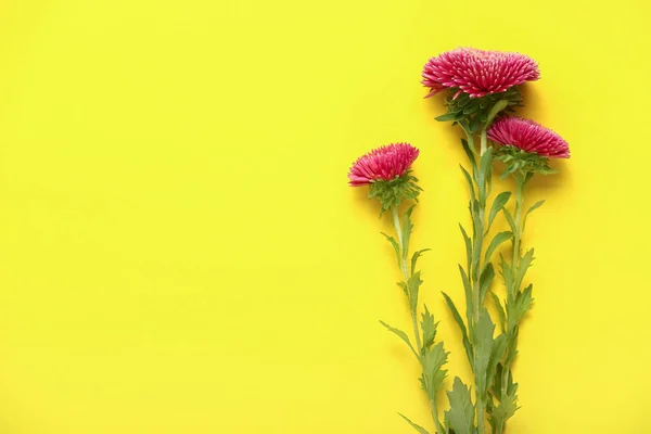 Beautiful Aster Flowers Yellow Background Closeup — Stock Photo, Image