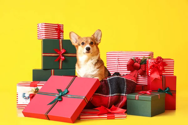 Cão Corgi Bonito Com Presentes Natal Fundo Cor — Fotografia de Stock