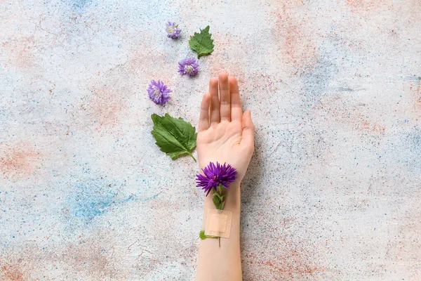 Female Hand Taped Aster Flower Light Background Closeup — Stock Photo, Image