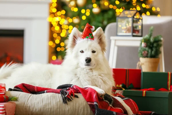 Lindo Perro Samoyed Casa Víspera Navidad —  Fotos de Stock