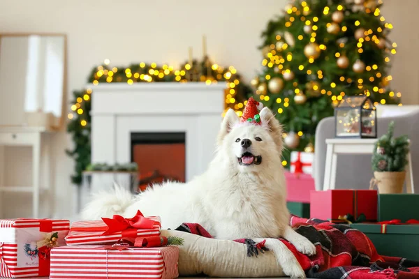 Cute Samoyed Pies Prezentów Świątecznych Domu — Zdjęcie stockowe