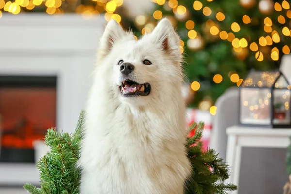 Cute Samoyed Pies Domu Wigilię Bożego Narodzenia — Zdjęcie stockowe