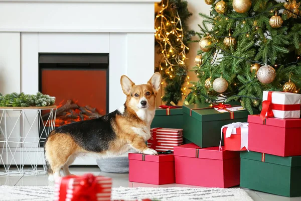 Lindo Perro Corgi Con Regalos Navidad Casa — Foto de Stock